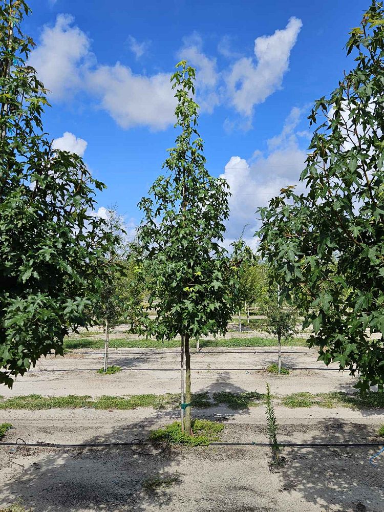 liquidambar-styraciflua-american-sweetgum