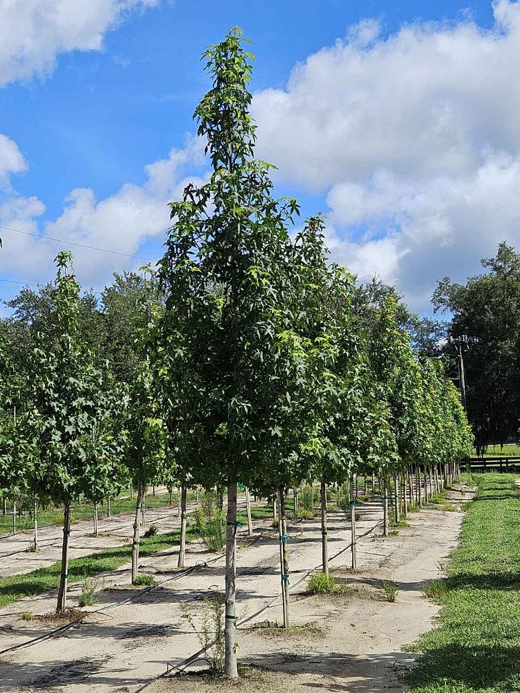 liquidambar-styraciflua-american-sweetgum