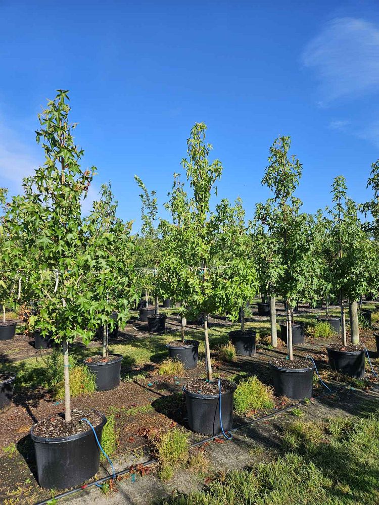liquidambar-styraciflua-american-sweetgum