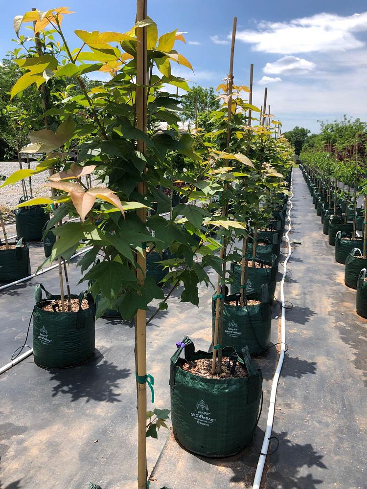 liquidambar-styraciflua-burgundy-blush-american-sweetgum