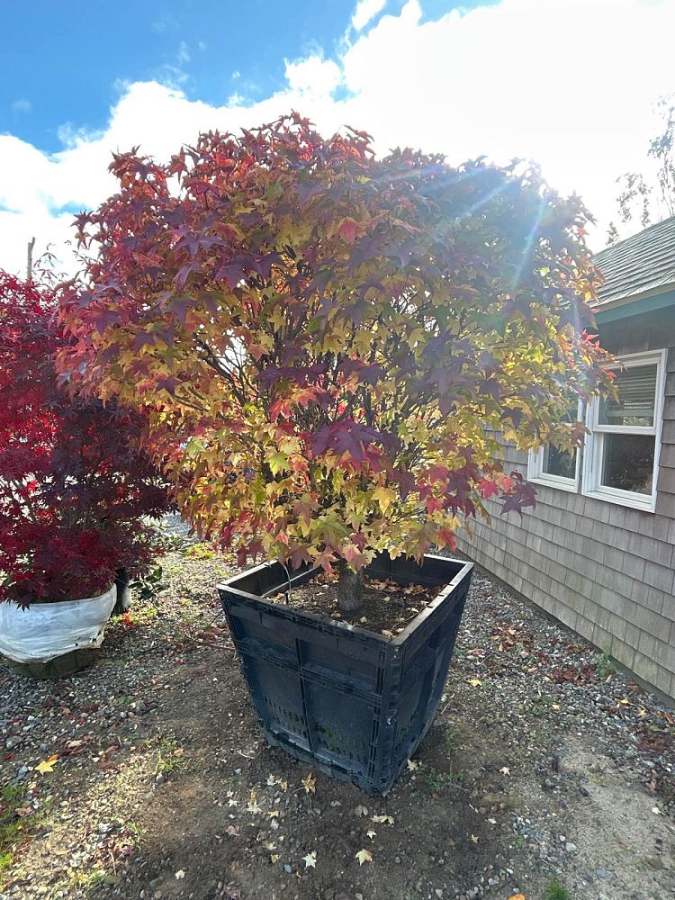 liquidambar-styraciflua-gum-ball-american-sweetgum