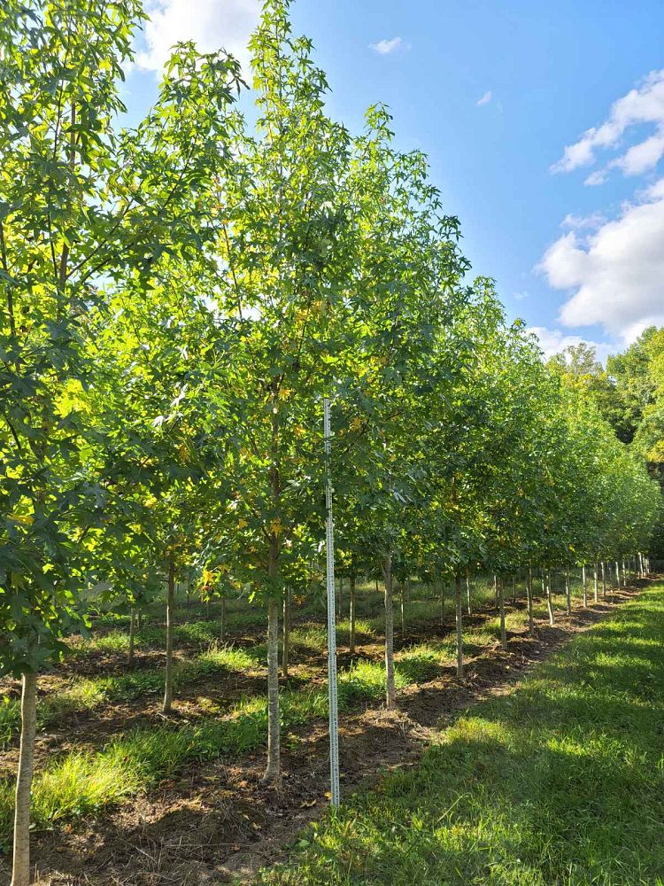 liquidambar-styraciflua-happdell-american-sweetgum