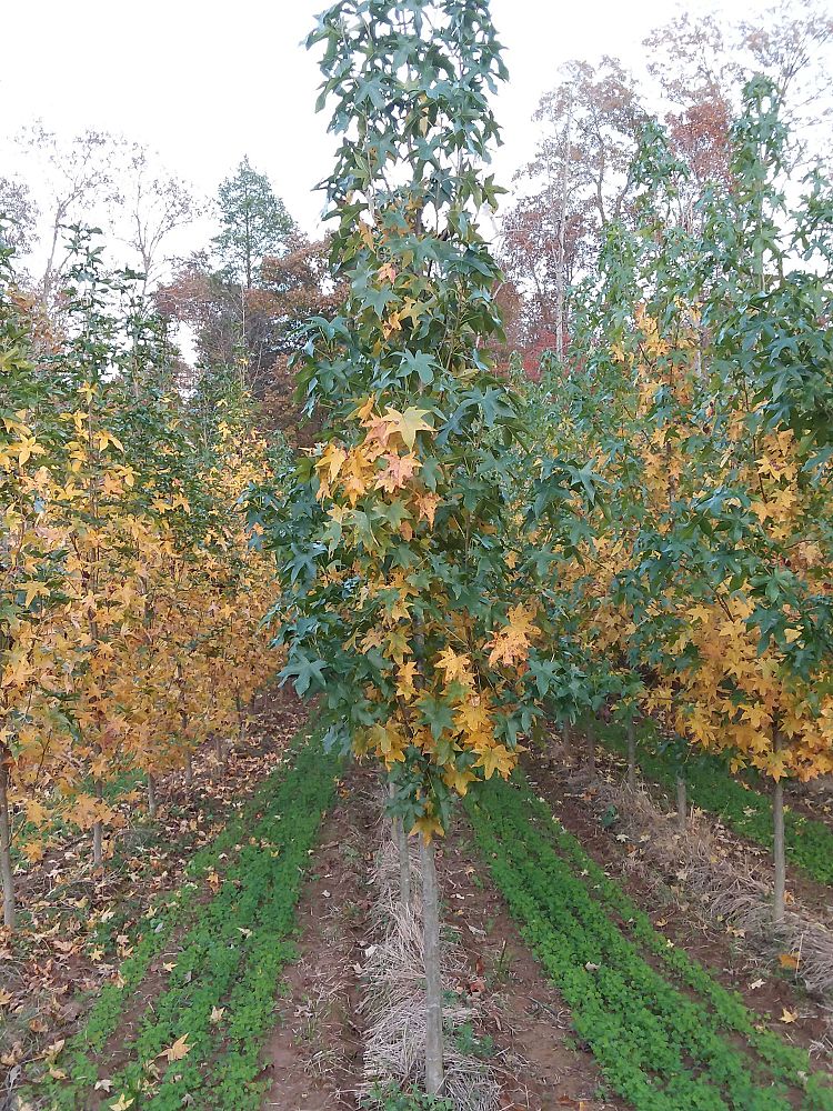 liquidambar-styraciflua-happidaze-american-sweetgum