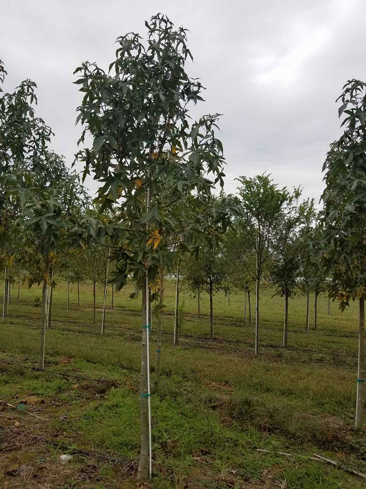 liquidambar-styraciflua-happidaze-american-sweetgum