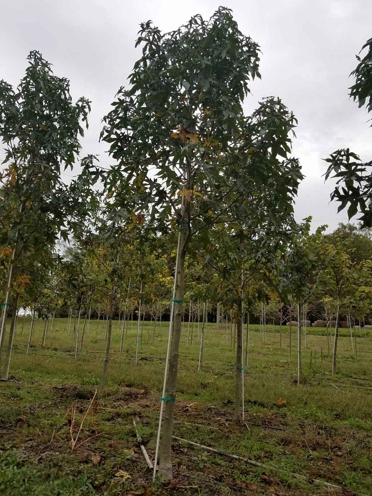 liquidambar-styraciflua-happidaze-american-sweetgum