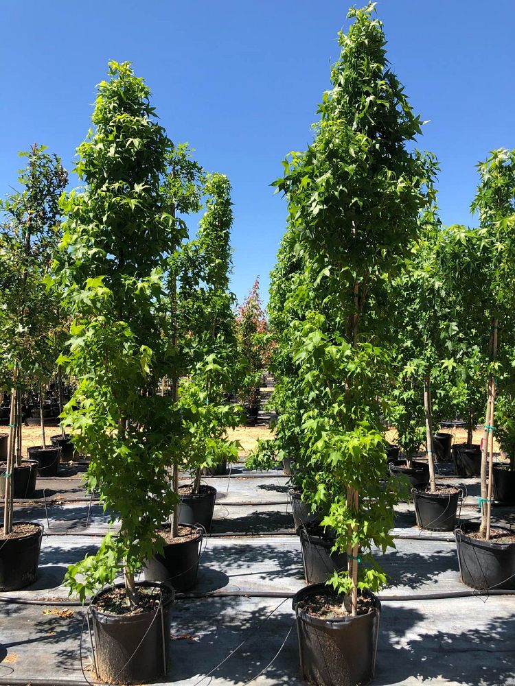 liquidambar-styraciflua-happidaze-american-sweetgum
