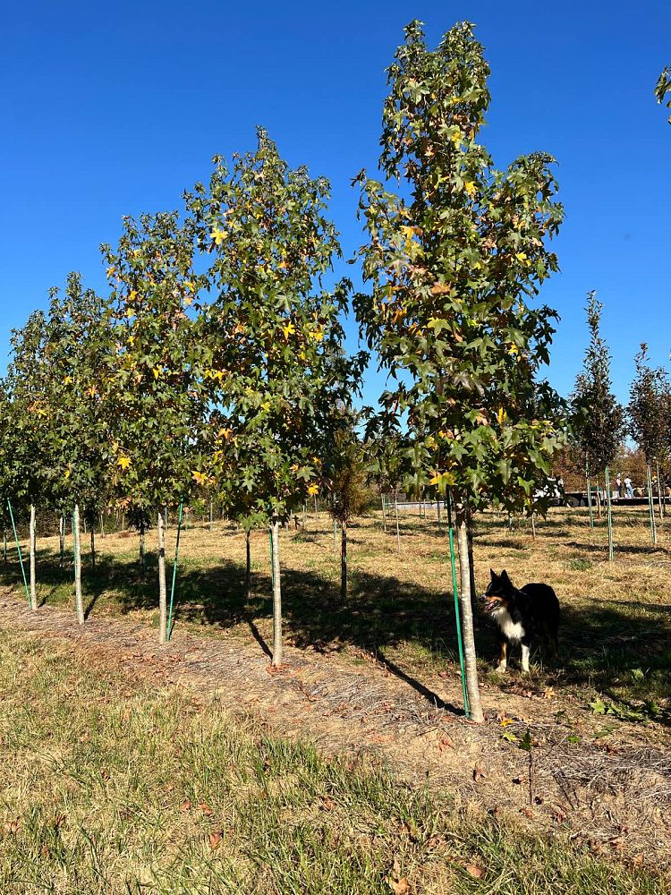 liquidambar-styraciflua-happidaze-american-sweetgum