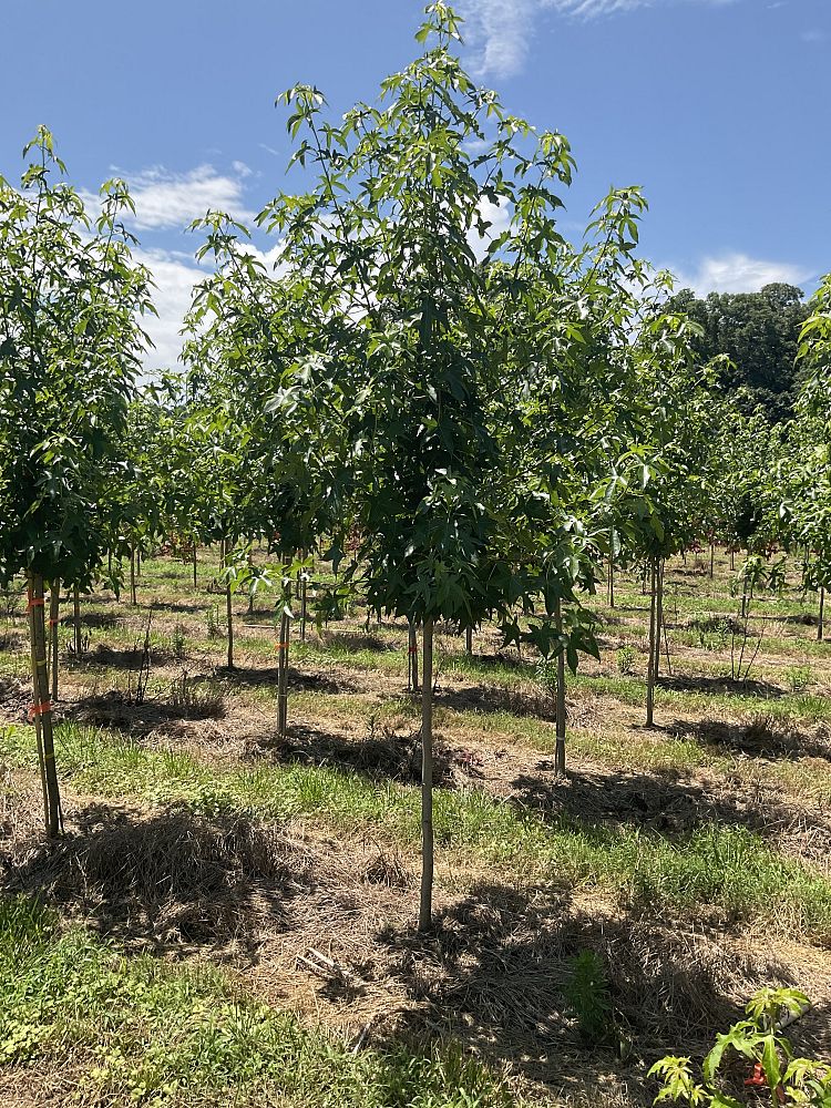 liquidambar-styraciflua-happidaze-american-sweetgum