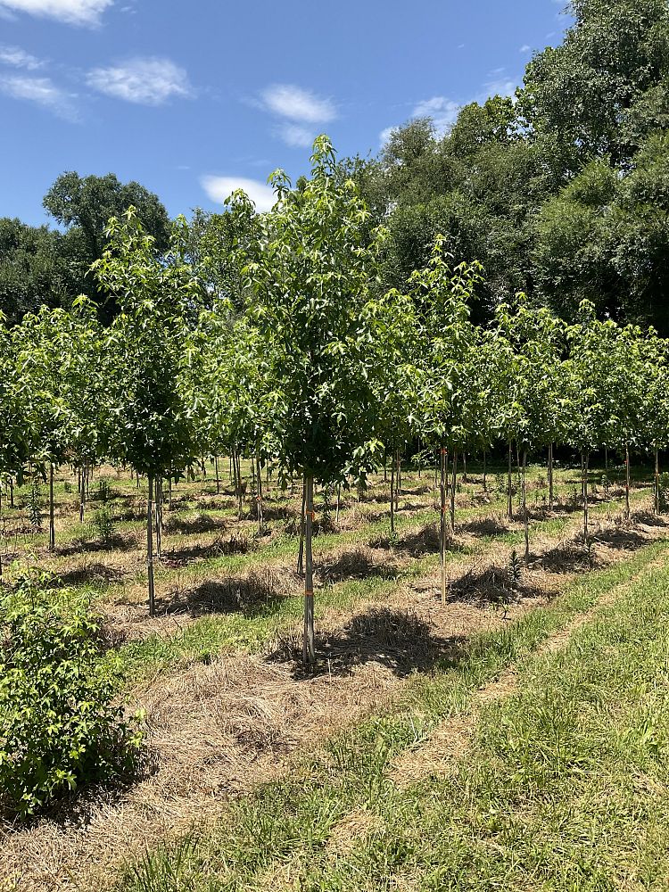 liquidambar-styraciflua-happidaze-american-sweetgum