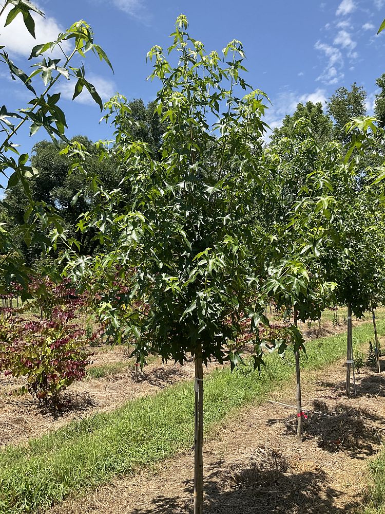 liquidambar-styraciflua-happidaze-american-sweetgum