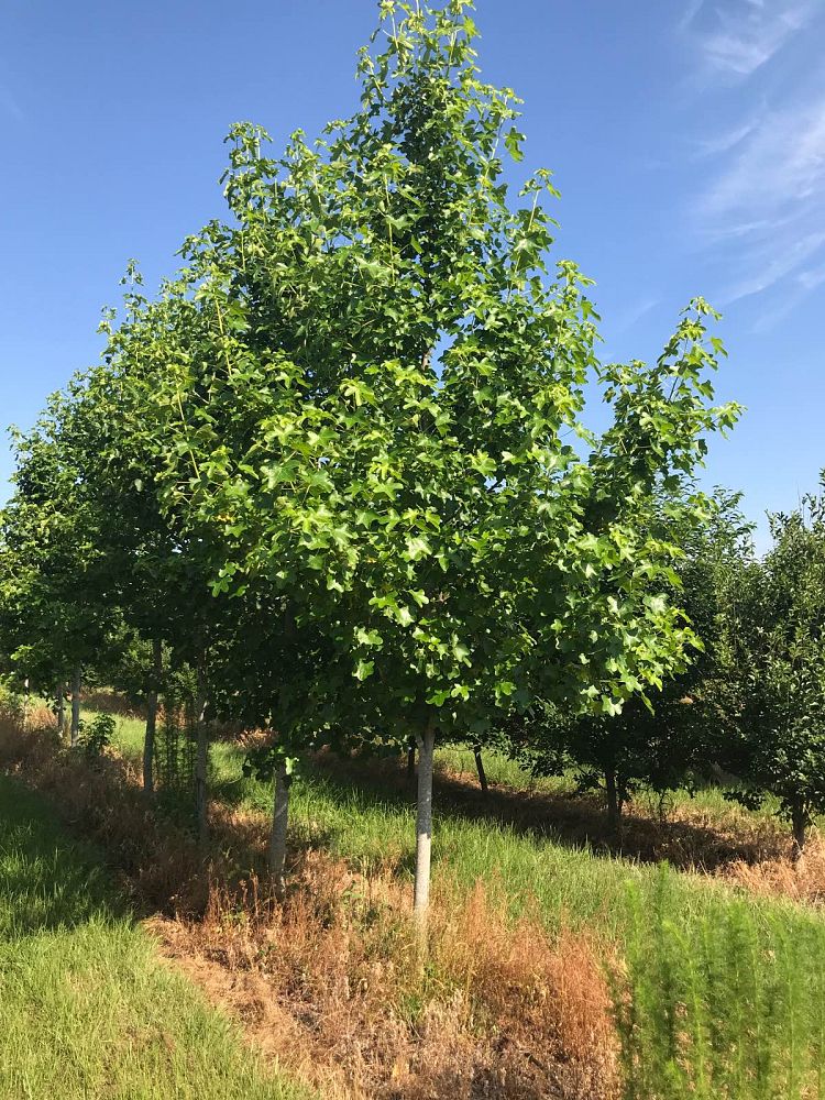 liquidambar-styraciflua-rotundiloba-american-sweetgum