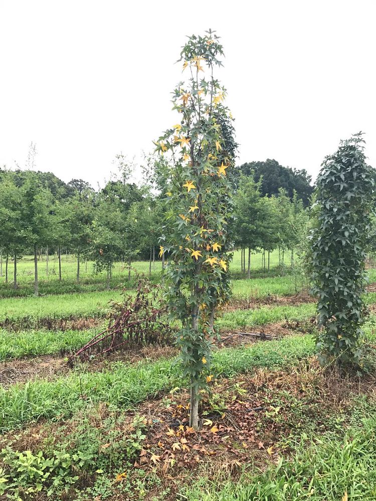 liquidambar-styraciflua-slender-silhouette-american-sweetgum