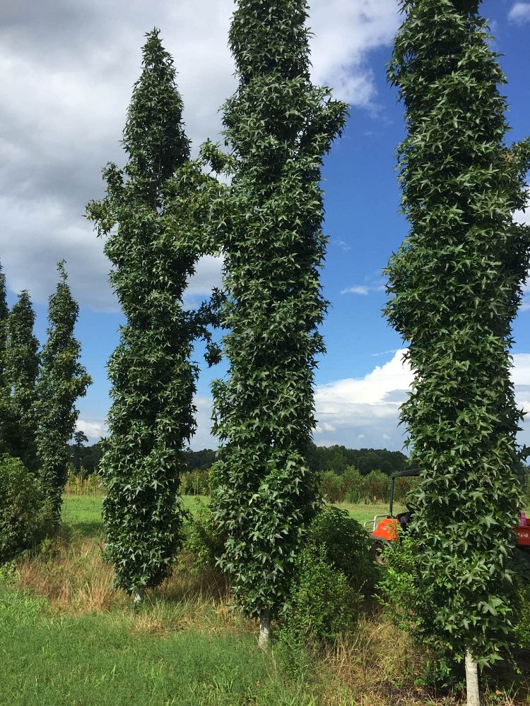 liquidambar-styraciflua-slender-silhouette-american-sweetgum