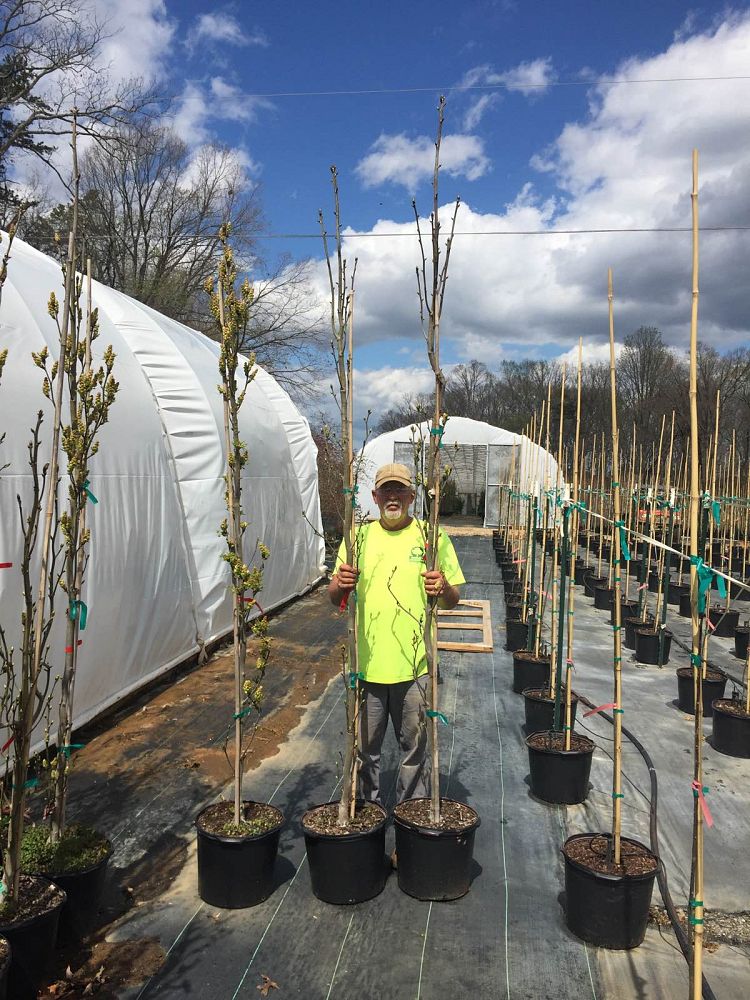 liquidambar-styraciflua-slender-silhouette-american-sweetgum