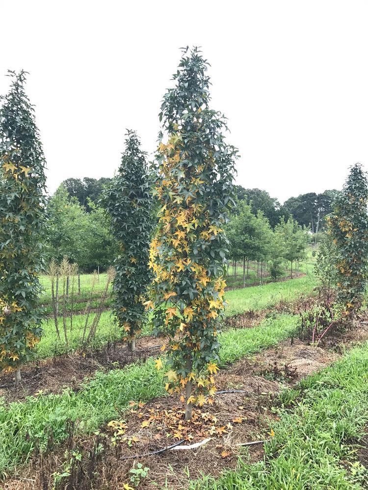 liquidambar-styraciflua-slender-silhouette-american-sweetgum