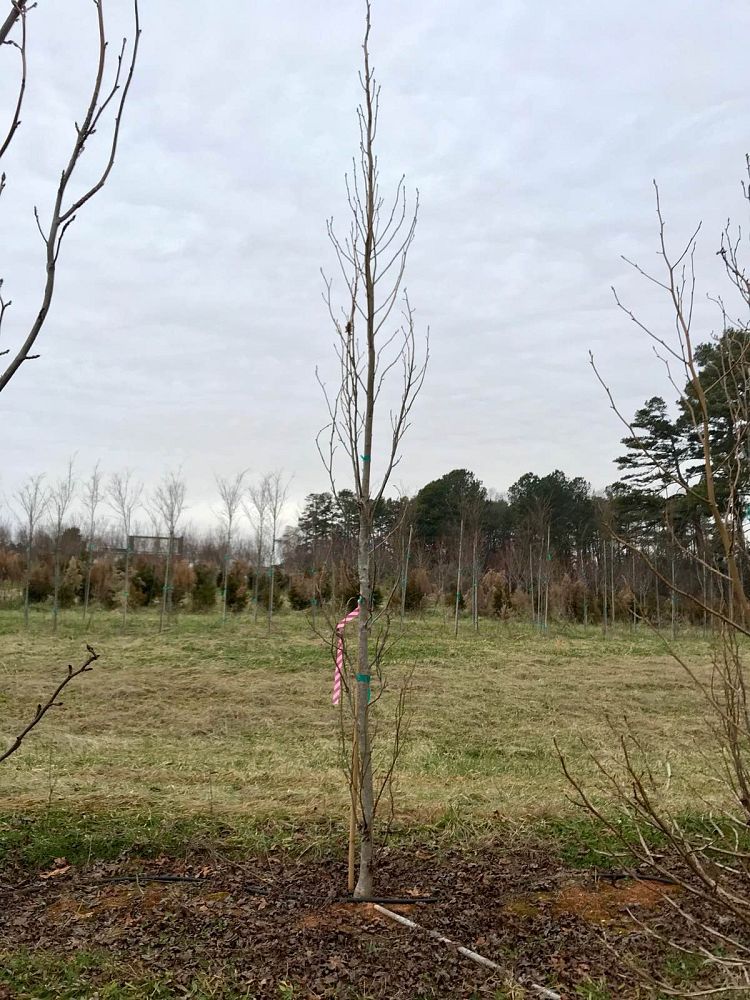 liquidambar-styraciflua-slender-silhouette-american-sweetgum