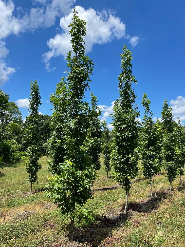 liquidambar-styraciflua-slender-silhouette-american-sweetgum