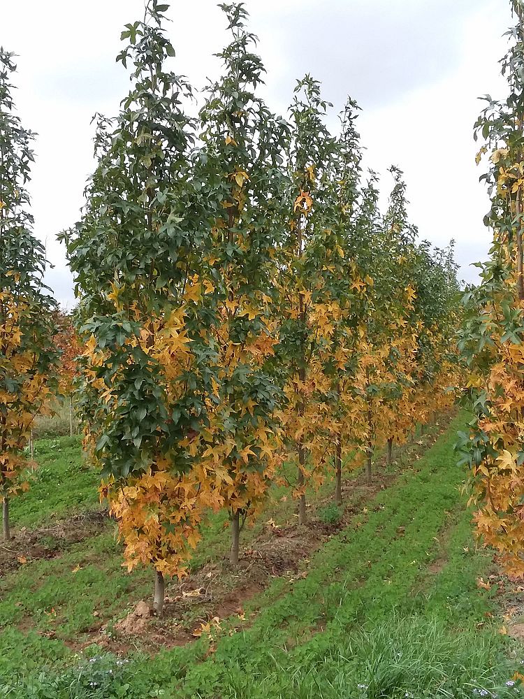 liquidambar-styraciflua-slender-silhouette-american-sweetgum