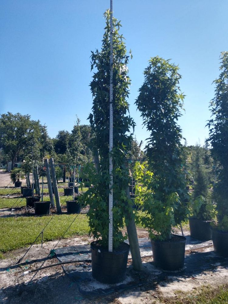 liquidambar-styraciflua-slender-silhouette-american-sweetgum