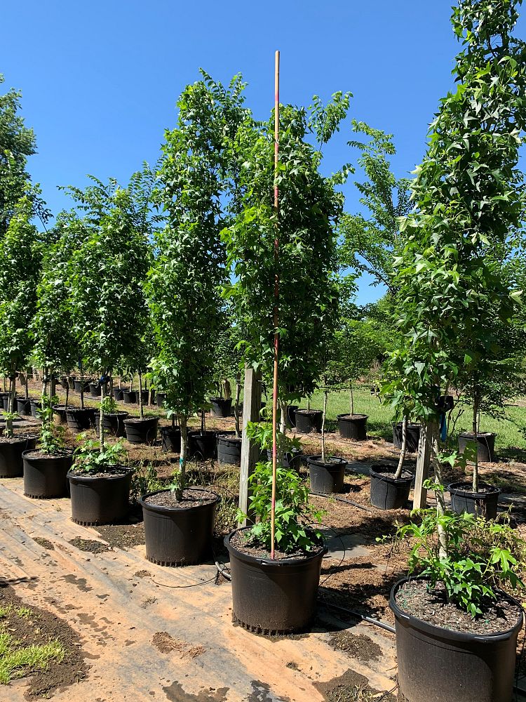 liquidambar-styraciflua-slender-silhouette-american-sweetgum