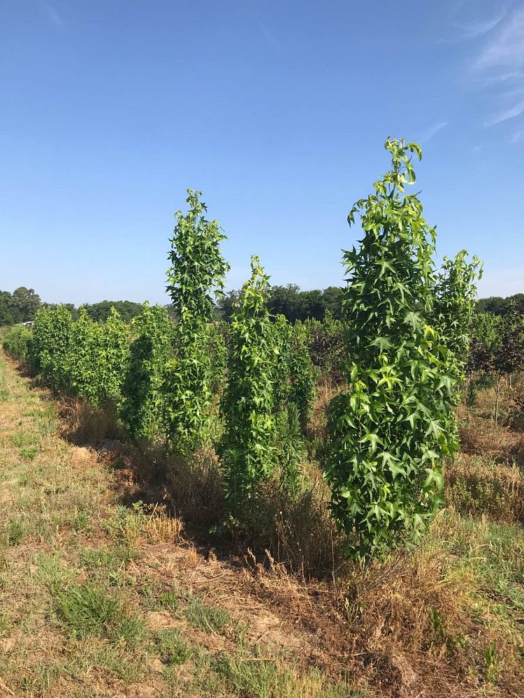 liquidambar-styraciflua-slender-silhouette-american-sweetgum