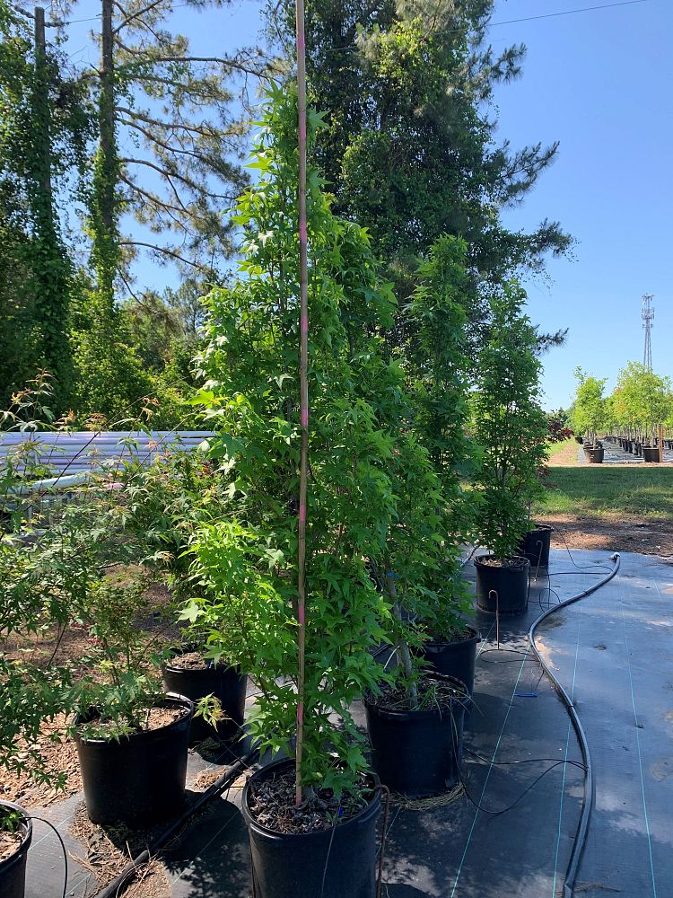 liquidambar-styraciflua-slender-silhouette-american-sweetgum