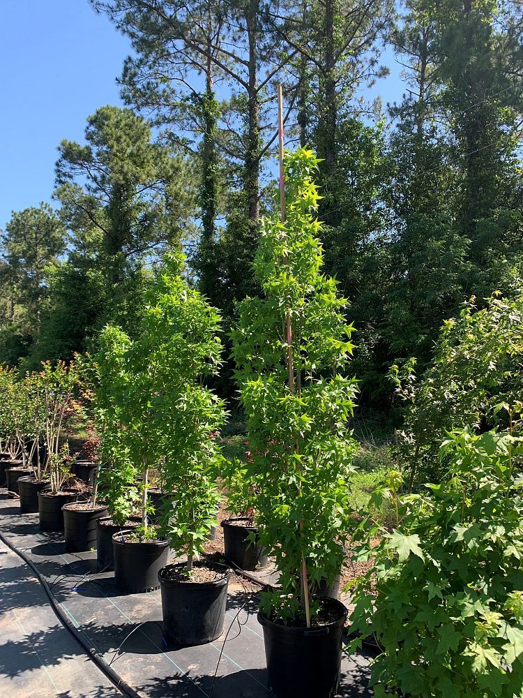 liquidambar-styraciflua-slender-silhouette-american-sweetgum
