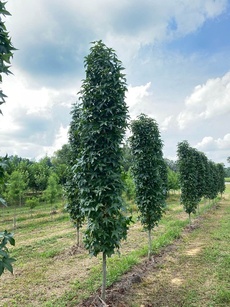 liquidambar-styraciflua-slender-silhouette-american-sweetgum