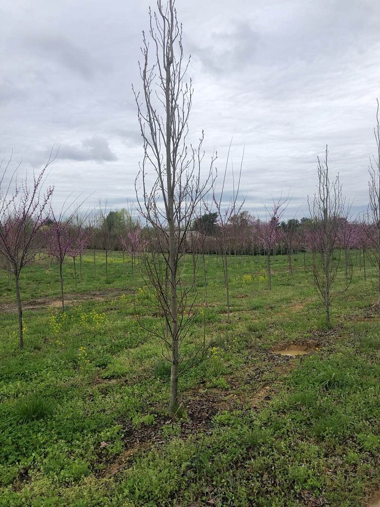 liquidambar-styraciflua-slender-silhouette-american-sweetgum