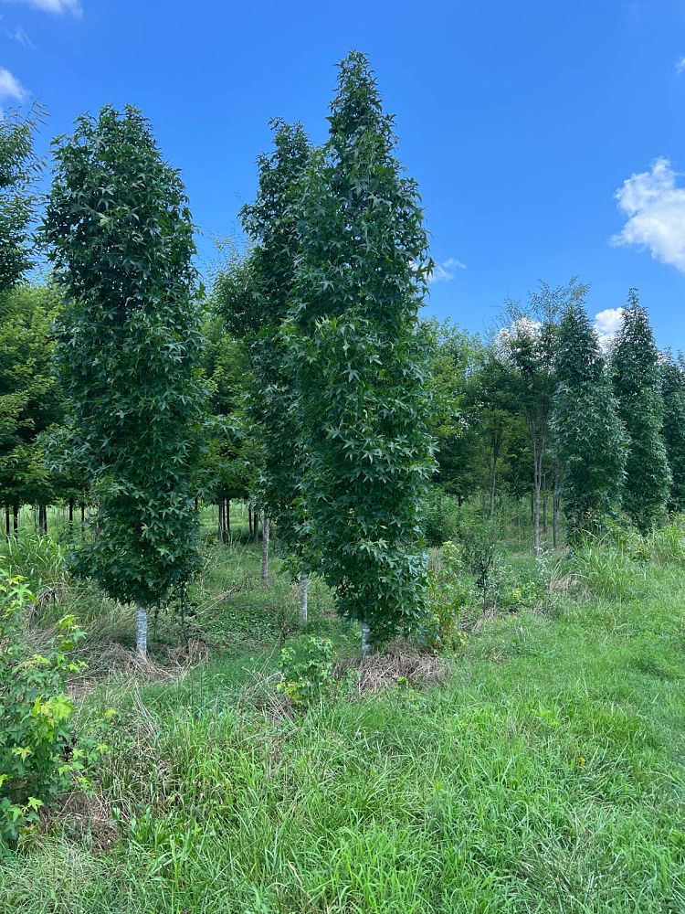 liquidambar-styraciflua-slender-silhouette-american-sweetgum