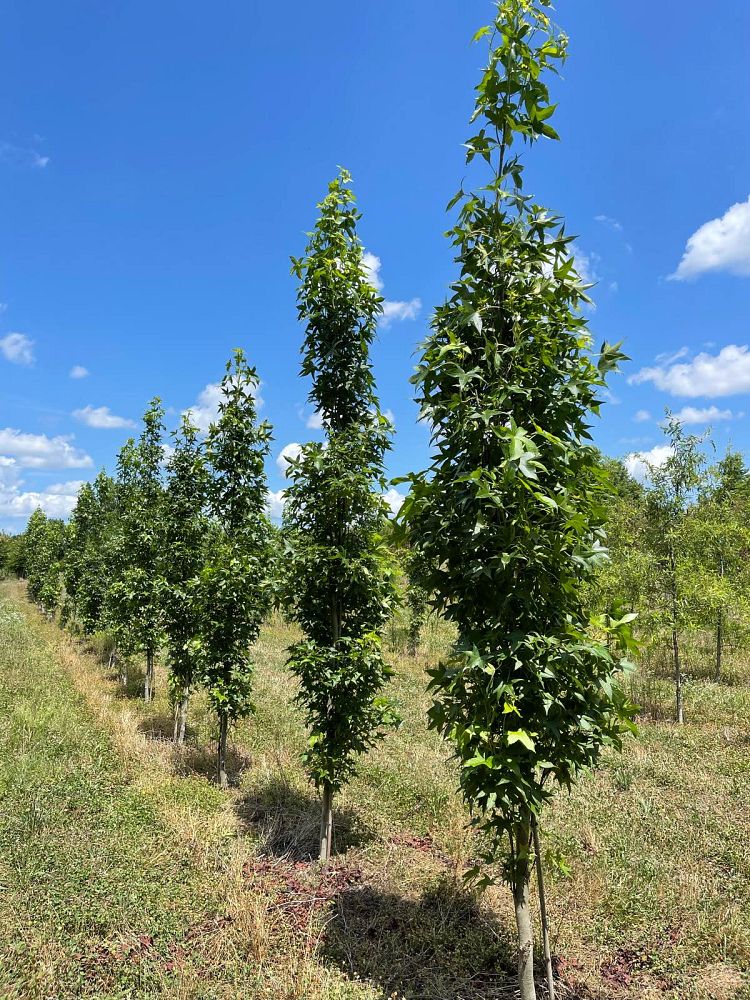 liquidambar-styraciflua-slender-silhouette-american-sweetgum