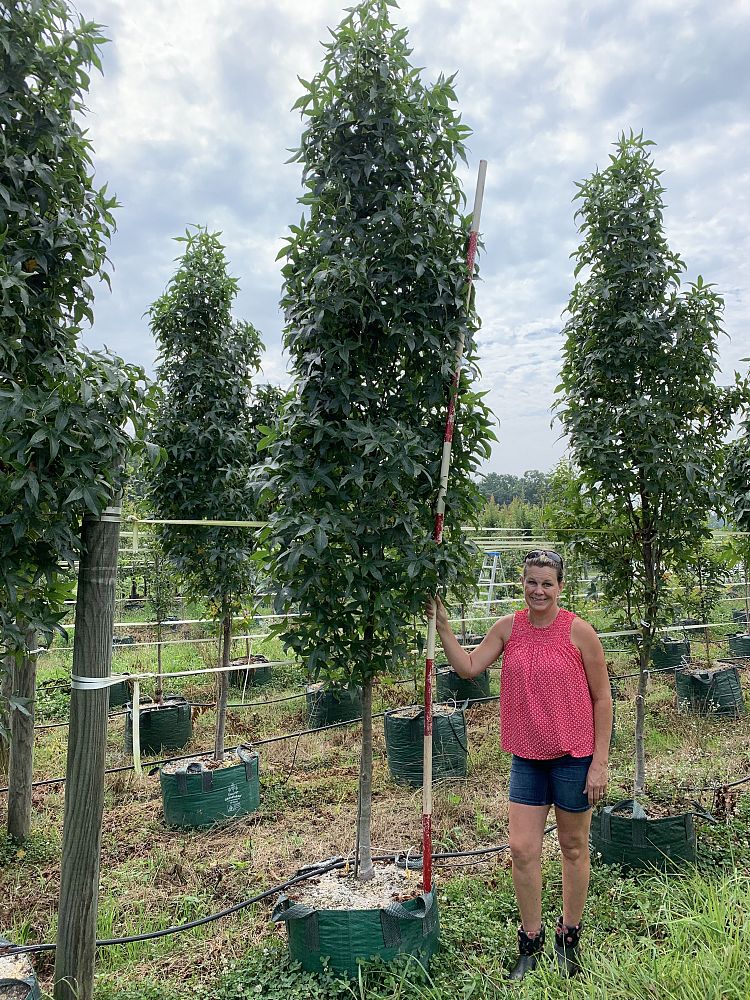 liquidambar-styraciflua-slender-silhouette-american-sweetgum
