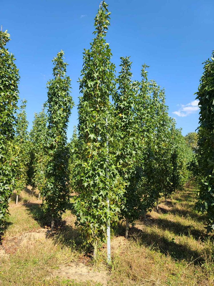 liquidambar-styraciflua-slender-silhouette-american-sweetgum