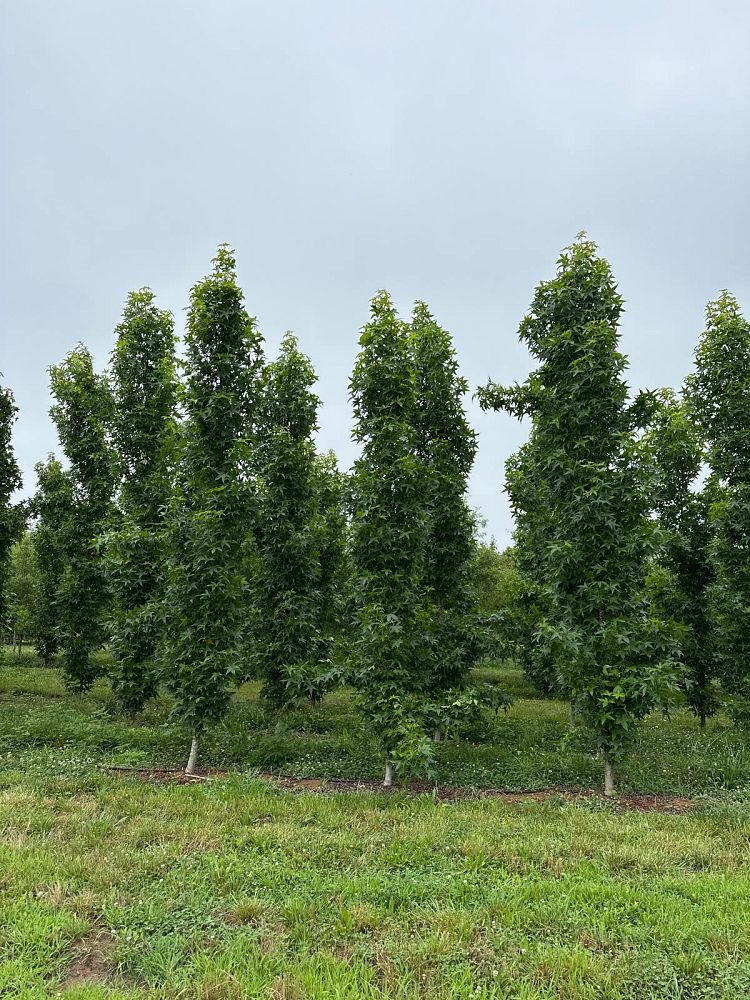 liquidambar-styraciflua-slender-silhouette-american-sweetgum