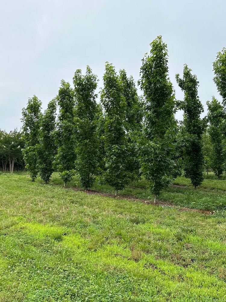 liquidambar-styraciflua-slender-silhouette-american-sweetgum