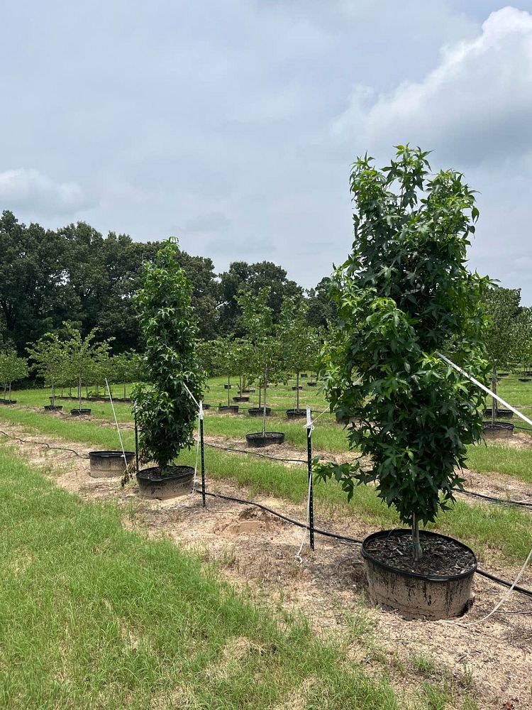 liquidambar-styraciflua-slender-silhouette-american-sweetgum