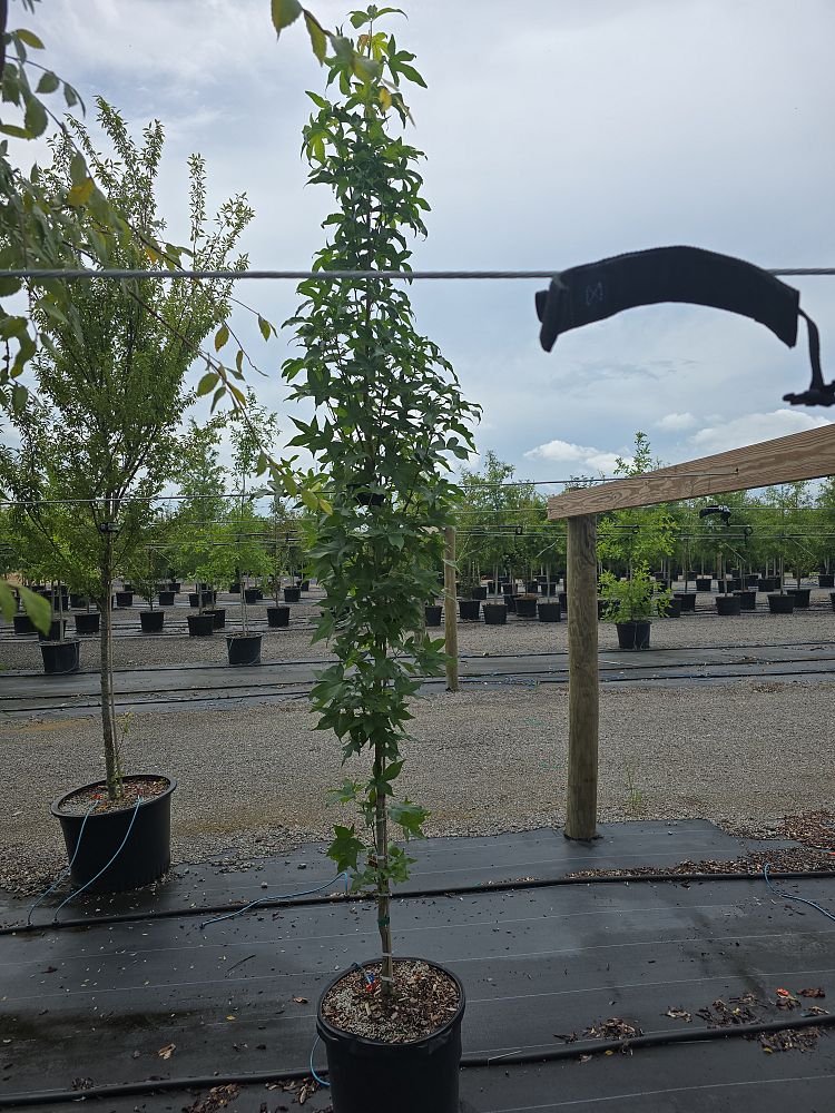 liquidambar-styraciflua-slender-silhouette-american-sweetgum