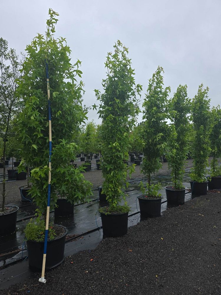 liquidambar-styraciflua-slender-silhouette-american-sweetgum
