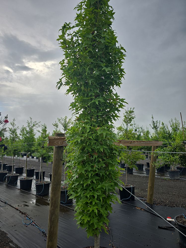 liquidambar-styraciflua-slender-silhouette-american-sweetgum