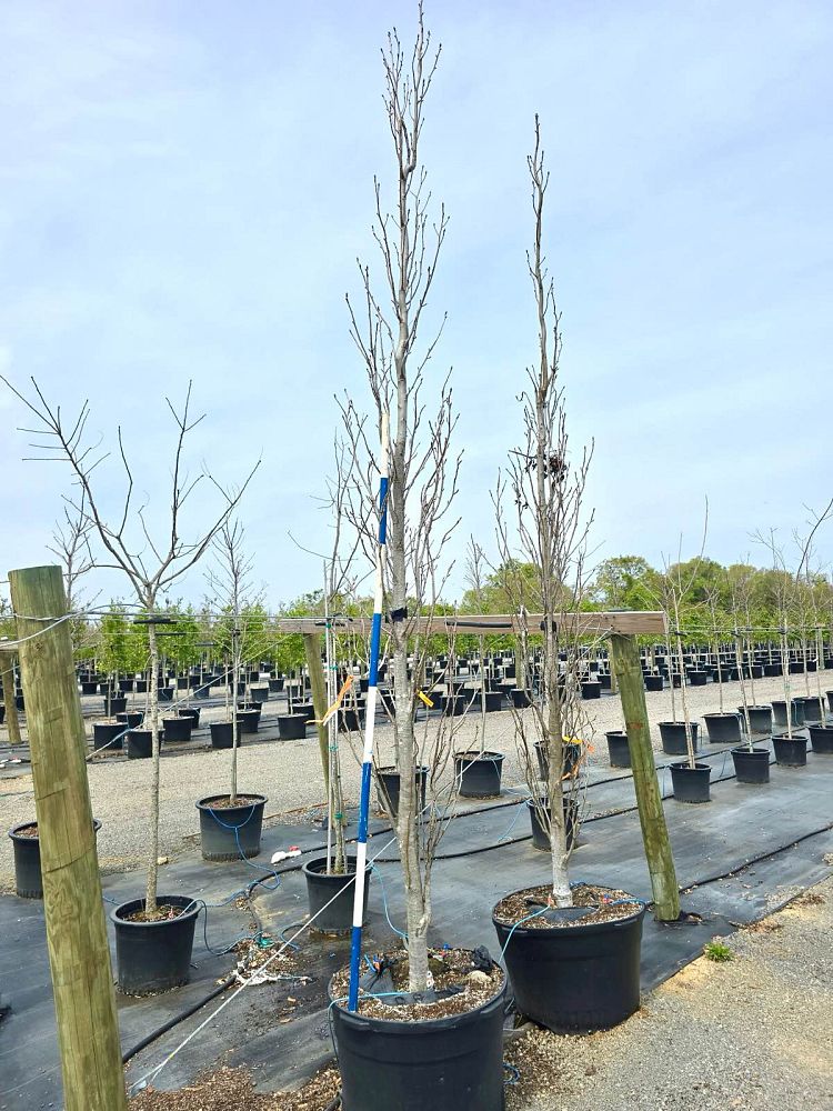 liquidambar-styraciflua-slender-silhouette-american-sweetgum