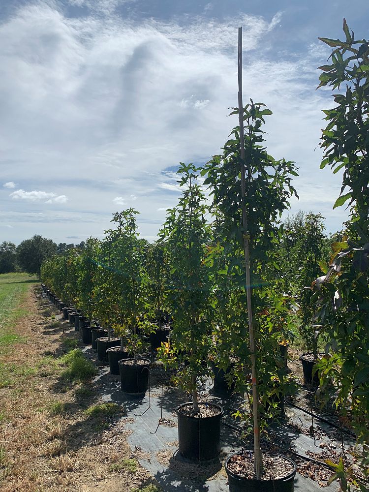 liquidambar-styraciflua-slender-silhouette-american-sweetgum