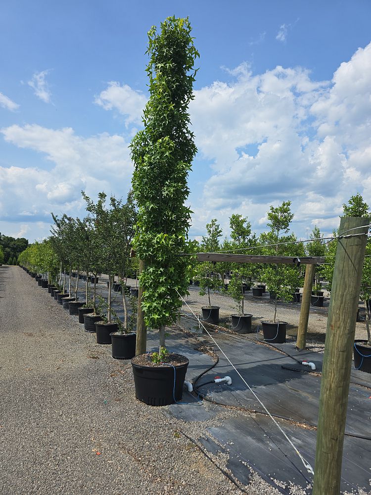 liquidambar-styraciflua-slender-silhouette-american-sweetgum