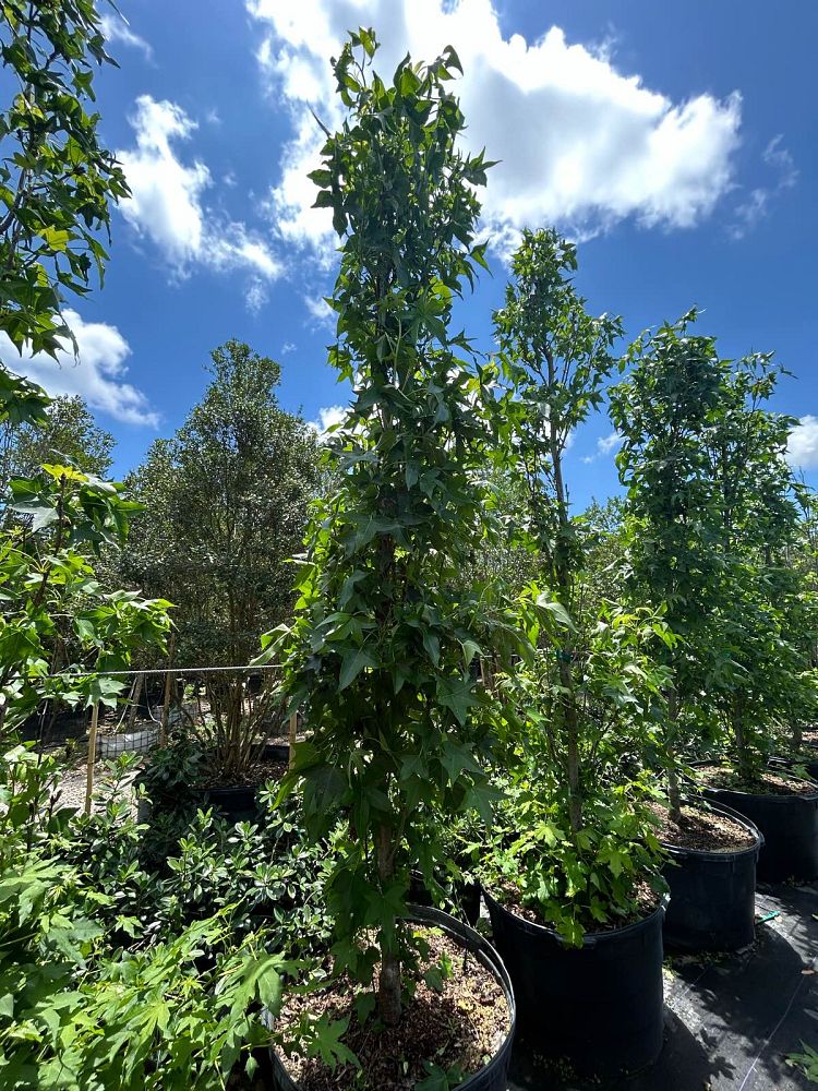 liquidambar-styraciflua-slender-silhouette-american-sweetgum