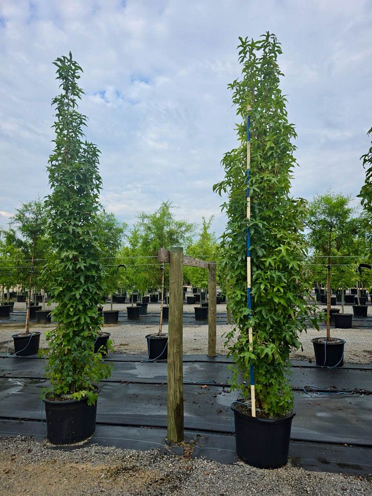 liquidambar-styraciflua-slender-silhouette-american-sweetgum
