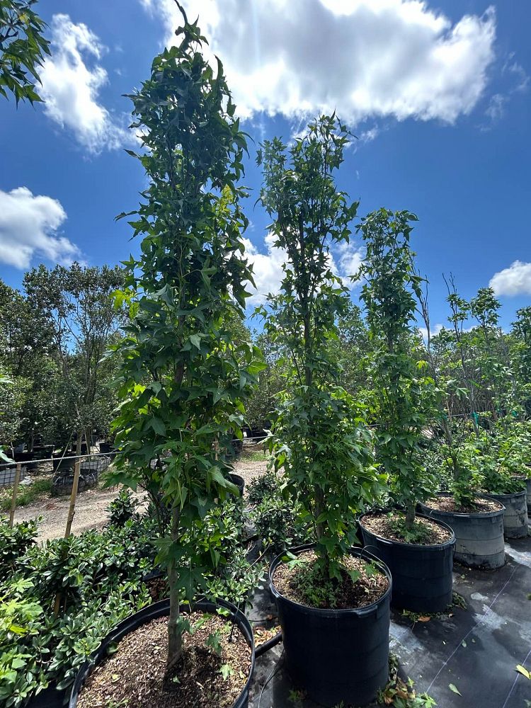 liquidambar-styraciflua-slender-silhouette-american-sweetgum