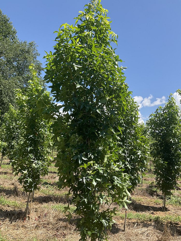liquidambar-styraciflua-slender-silhouette-american-sweetgum