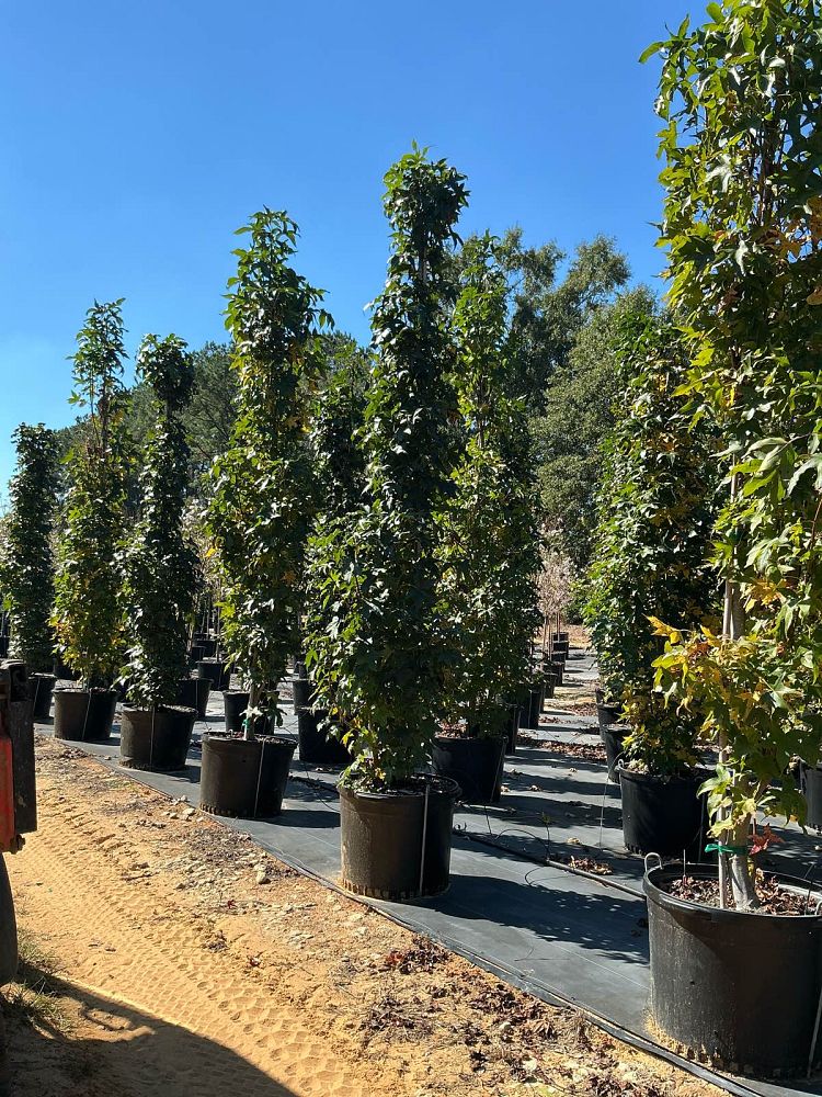 liquidambar-styraciflua-slender-silhouette-american-sweetgum