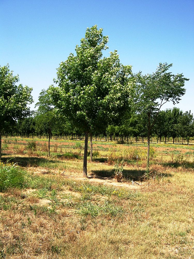 liquidambar-styraciflua-ward-american-sweetgum-cherokee