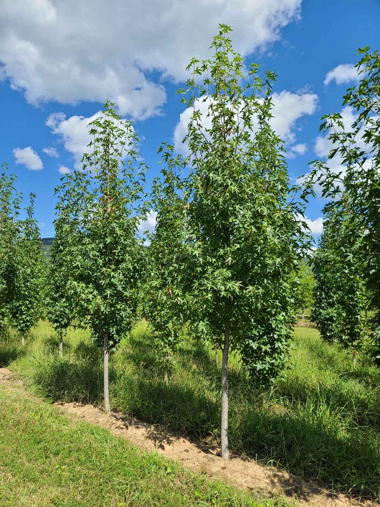 liquidambar-styraciflua-ward-american-sweetgum-cherokee