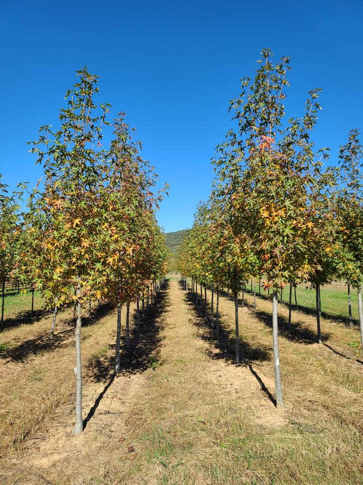 liquidambar-styraciflua-ward-american-sweetgum-cherokee